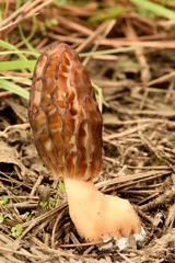 Morchella brunnea
