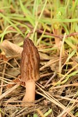 Morchella brunnea