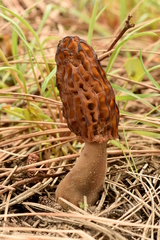 Morchella brunnea