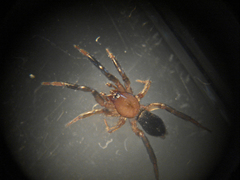 Drassyllus