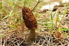 Morchella brunnea