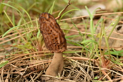 Morchella brunnea