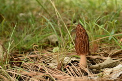 Morchella brunnea