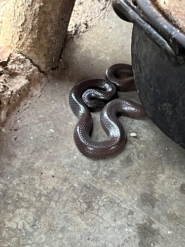 Cape Wolf Snake