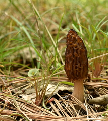 Morchella brunnea