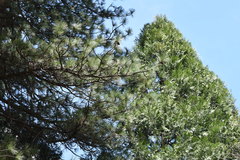 Morchella brunnea
