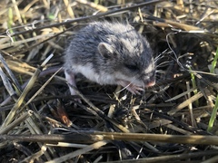 Peromyscus gambelii