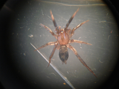 Drassyllus