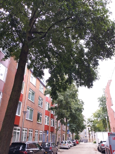 Alnus x spaethii, photographed by an iNaturalist contributor