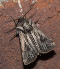 Agrotis gladiaria