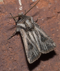 Agrotis gladiaria