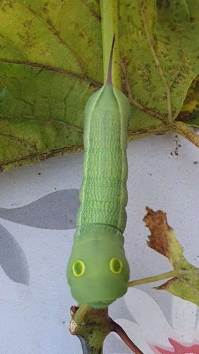 Hippotion celerio