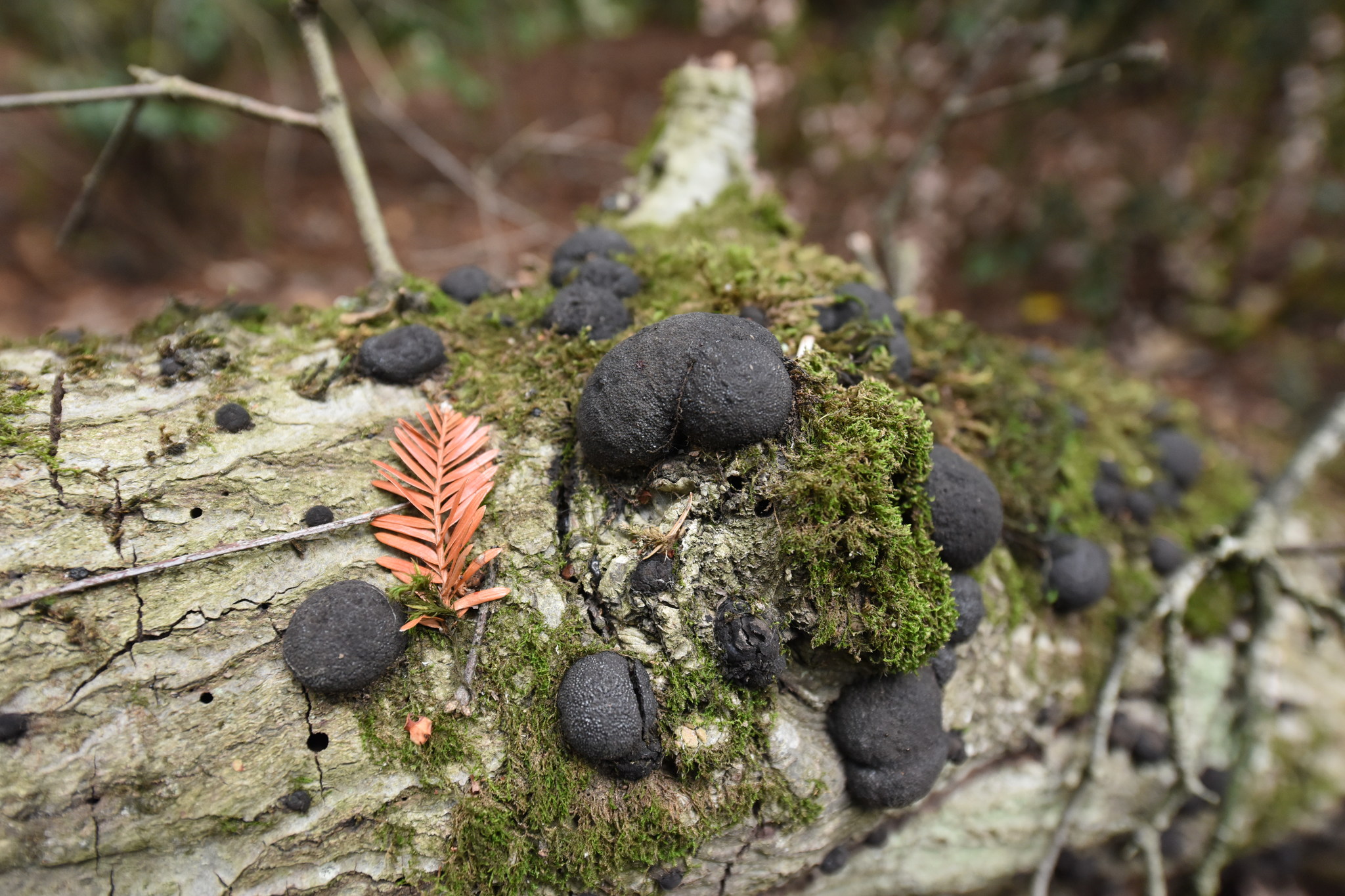 Annulohypoxylon thouarsianum image