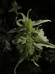 Ambrosia ambrosioides