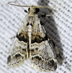 Tallula watsoni