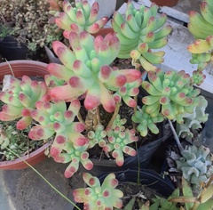 Sedum pachyphyllum