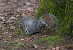 Sciurus carolinensis