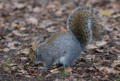 Sciurus carolinensis