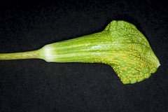 Uromyces ari-triphylli