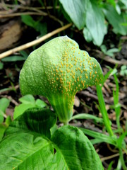 Uromyces ari-triphylli