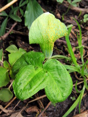 Uromyces ari-triphylli