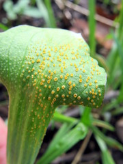 Uromyces ari-triphylli