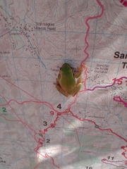 Hyla euphorbiacea