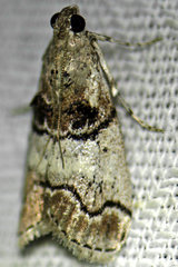 Pococera maritimalis