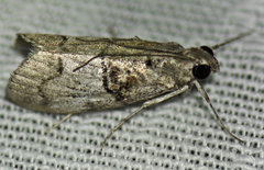 Pococera maritimalis