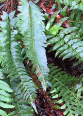 Polystichum imbricans