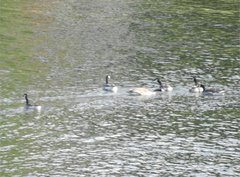 Branta canadensis