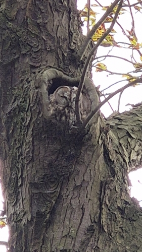 View observation of {o.common_name} on iNaturalist