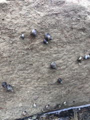 Littorinimorpha
