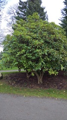 Rhododendron × hybridum