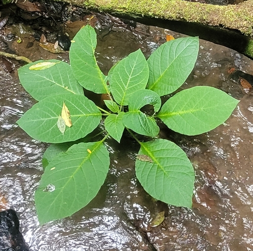 Brugmansia suaveolens