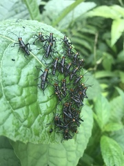 Chromacris psittacus