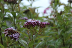 Chromolaena perglabra