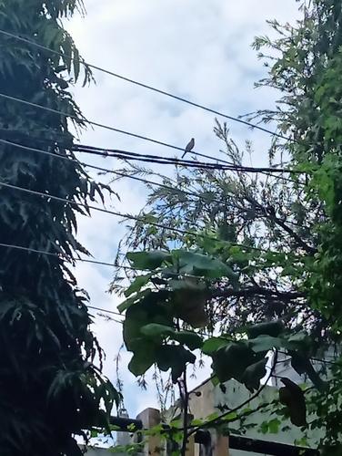 House Sparrow