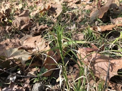 Dulichium arundinaceum