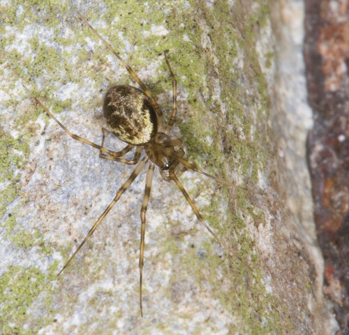 Vikrusis karnavoris nuotrauka