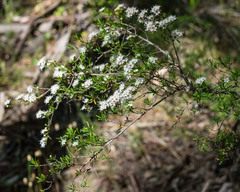Kunzea leptospermoides