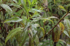 Chromolaena perglabra