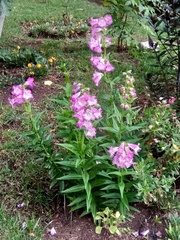 Penstemon hartwegii