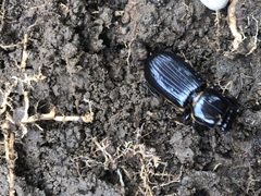 Odontotaenius