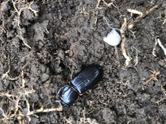 Odontotaenius