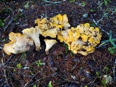 Cantharellus cascadensis