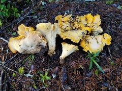 Cantharellus cascadensis