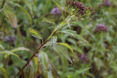 Chromolaena perglabra