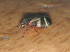 Deois flavopicta