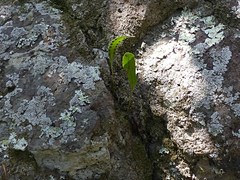Microsorum pustulatum howense